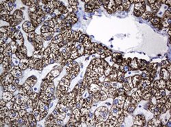 Hsp60 (HSPD1) Monoclonal Antibody (OTI6F11), TrueMAB , OriGene 100 &mu;L;