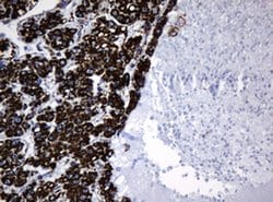 Hsp60 (HSPD1) Monoclonal Antibody (OTI6F11), TrueMAB , OriGene 100 &mu;L;