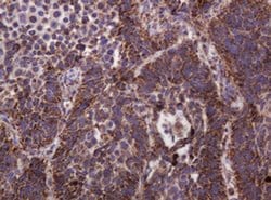 Hsp60 (HSPD1) Monoclonal Antibody (OTI3G10), TrueMAB , OriGene 100 &mu;L;