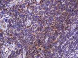 Hsp60 (HSPD1) Monoclonal Antibody (OTI3G10), TrueMAB , OriGene 100 &mu;L;