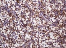 Hsp60 (HSPD1) Monoclonal Antibody (OTI3G10), TrueMAB , OriGene 100 &mu;L;