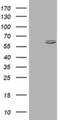 HSPD1 Mouse anti-Human, Clone: OTI1B3, lyophilized, TrueMAB 100 &mu;g;