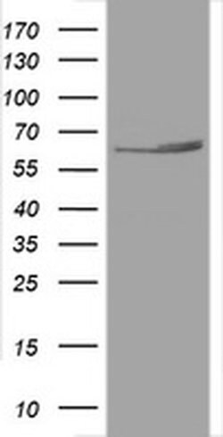 Hsp60 (HSPD1) Monoclonal Antibody (OTI3A2), TrueMAB , OriGene 100 &mu;L;
