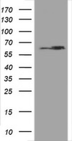 Hsp60 (HSPD1) Monoclonal Antibody (OTI3G1), TrueMAB , OriGene 100 &mu;L;