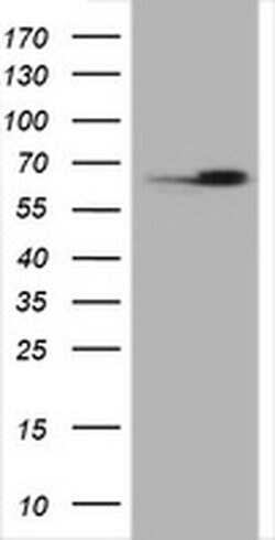 Hsp60 (HSPD1) Monoclonal Antibody (OTI6F7), TrueMAB , OriGene:Antibodies:Primary