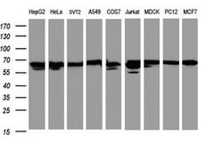 HSPD1 Mouse anti-Canine, Human, Mouse, Rat, Clone: OTI6F7, lyophilized,