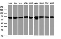 Hsp60 (HSPD1) Monoclonal Antibody (OTI6F7), TrueMAB , OriGene 100 &mu;L;