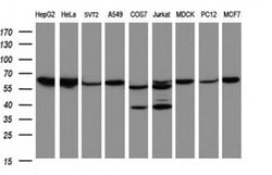 Hsp60 (HSPD1) Monoclonal Antibody (OTI6F11), TrueMAB , OriGene 100 &mu;L;
