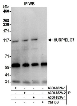 HURP/DLG7 Rabbit anti-Human, Polyclonal, Bethyl Laboratories 100 &mu;L;