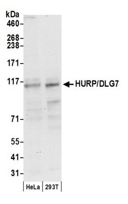 HURP/DLG7 Rabbit anti-Human, Polyclonal, Bethyl Laboratories 100 &mu;L;