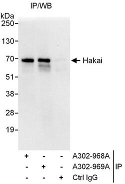 Hakai Rabbit anti-Human, Polyclonal, Bethyl Laboratories 100 &mu;L; Unconjugated:Antibodies,