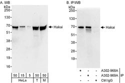 Hakai Rabbit anti-Human, Mouse, Polyclonal, Bethyl Laboratories 100 &mu;L;