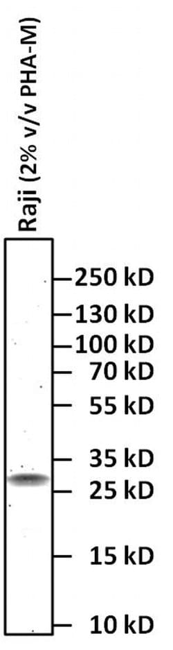 Invitrogen Goat anti-Syrian Hamster IgG (H+L) Secondary Antibody, HRP 100