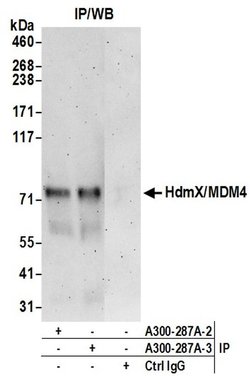 HdmX/MDM4 Rabbit anti-Human, Polyclonal, Bethyl Laboratories 10 &mu;L;