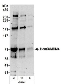 HdmX/MDM4 Rabbit anti-Human, Polyclonal, Bethyl Laboratories 10 &mu;L;