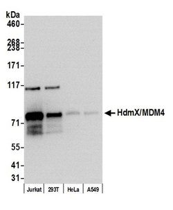 HdmX/MDM4 Recombinant Rabbit Monoclonal Antibody (BL-3-2F2), Bethyl Laboratories:Antibodies:Primary