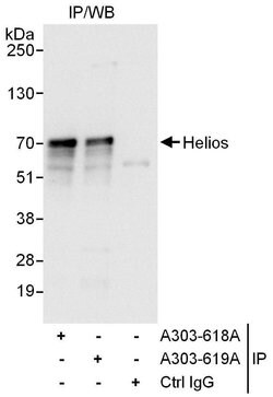Helios Rabbit anti-Human, Polyclonal, Bethyl Laboratories 100 &mu;L | Buy Online | Bethyl Laboratories, Inc | Fisher Scientific