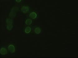 Hex Mouse anti-Human, Clone: OTI3C4, lyophilized, TrueMAB 100 &mu;g; Unconjugated:Antibodies,