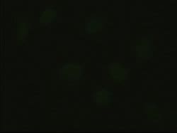 Hex Mouse anti-Human, Clone: OTI3C4, lyophilized, TrueMAB 100 &mu;g; Unconjugated:Antibodies,