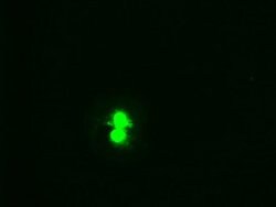 Hex Mouse anti-Human, Clone: OTI2H7 2c2, liquid, TrueMAB 100 &mu;L; Unconjugated:Antibodies,