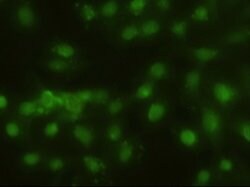 Hex Mouse anti-Human, Clone: OTI3F4 1B1, lyophilized, TrueMAB 100 &mu;g;