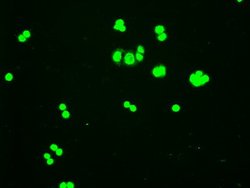 Hex Mouse anti-Human, Clone: OTI3F4 1B1, lyophilized, TrueMAB 100 &mu;g;