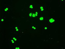 Hex Mouse anti-Human, Clone: OTI3F4 1B1, liquid, TrueMAB 100 &mu;L; Unconjugated:Antibodies,
