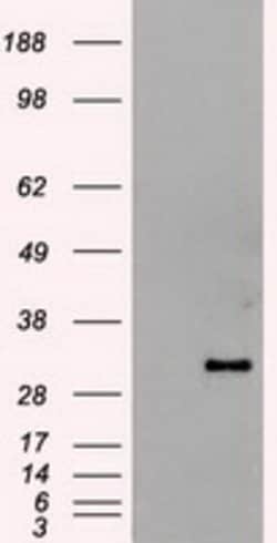 Hex Mouse anti-Human, Clone: OTI3C4, lyophilized, TrueMAB 100 &mu;g; Unconjugated:Antibodies,