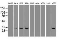 Hex Mouse anti-Human, Clone: OTI3C4, lyophilized, TrueMAB 100 &mu;g; Unconjugated:Antibodies,