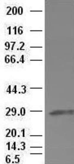 Hex Mouse anti-Human, Clone: OTI3C4, lyophilized, TrueMAB 100 &mu;g; Unconjugated:Antibodies,
