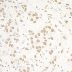 Histone H3 Rabbit anti-Human, Polyclonal, Bethyl Laboratories 100 &mu;L;