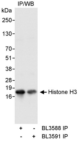 Histone H3 Rabbit anti-Human, Polyclonal, Bethyl Laboratories 10 &mu;L;