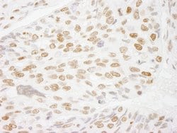 Histone H3 Polyclonal Antibody, Bethyl Laboratories:Antibodies:Primary