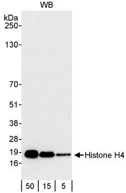 Histone H4 Rabbit anti-Human, Polyclonal, Bethyl Laboratories 100 &mu;L;