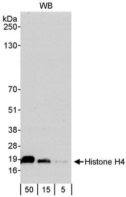 Histone H4 Rabbit anti-Human, Polyclonal, Bethyl Laboratories 100 &mu;L;