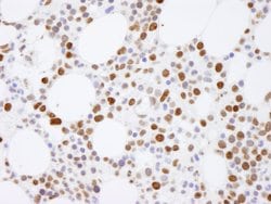 Histone H4 Polyclonal Antibody, Bethyl Laboratories:Antibodies:Primary