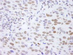 Histone H4 Polyclonal Antibody, Bethyl Laboratories 10 &mu;L; Unconjugated:Antibodies,