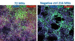 Invitrogen HOXA5 Polyclonal Antibody 100 &mu;L; Unconjugated:Antibodies,