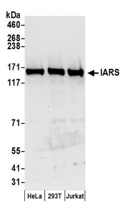 IARS Polyclonal Antibody, Bethyl Laboratories 20 &mu;L; Unconjugated:Antibodies,