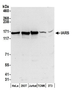 IARS Polyclonal Antibody, Bethyl Laboratories 20 &mu;L; Unconjugated:Antibodies,