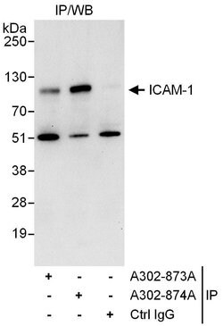 ICAM-1 Rabbit anti-Human, Polyclonal, Bethyl Laboratories 100 &mu;l; Unlabeled:Antibodies,