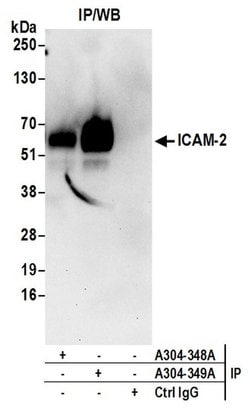 ICAM-2 Rabbit anti-Human, Polyclonal, Bethyl Laboratories 100 &mu;L; Unconjugated:Antibodies,