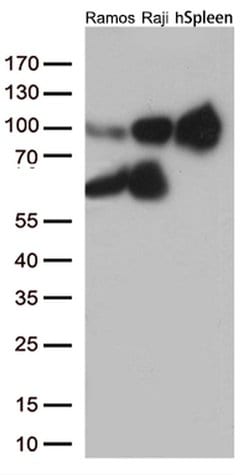 ICAM1 Monoclonal Antibody (OTI2H4), TrueMAB , OriGene 30 &mu;L; Unconjugated:Antibodies,