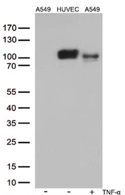 ICAM1 Monoclonal Antibody (OTI2H4), TrueMAB , OriGene 30 &mu;L; Unconjugated:Antibodies,