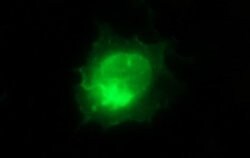ICAM3 Mouse anti-Canine, Human, Clone: OTI1E7, lyophilized, TrueMAB 100