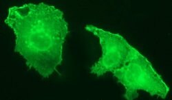 ICAM3 Mouse anti-Human, Clone: OTI1C2, lyophilized, TrueMAB 100 &mu;g;