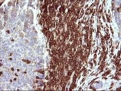 ICAM3 Monoclonal Antibody (OTI1E7), TrueMAB , OriGene 30 &mu;L; Unconjugated:Antibodies,