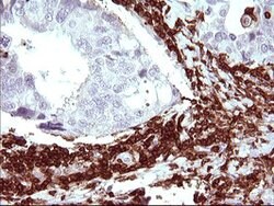 ICAM3 Mouse anti-Canine, Human, Clone: OTI1E7, lyophilized, TrueMAB 100