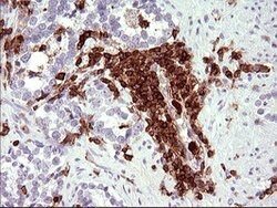 ICAM3 Mouse anti-Canine, Human, Clone: OTI1E7, lyophilized, TrueMAB 100