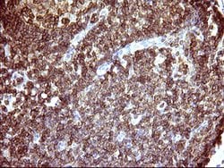 ICAM3 Mouse anti-Canine, Human, Clone: OTI1E7, lyophilized, TrueMAB 100